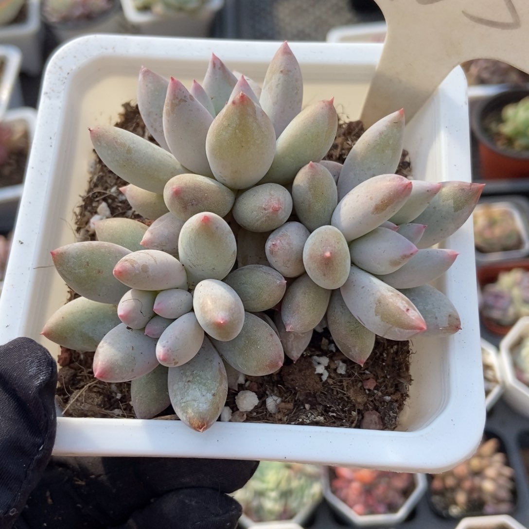 965所罗门多肉植物保护