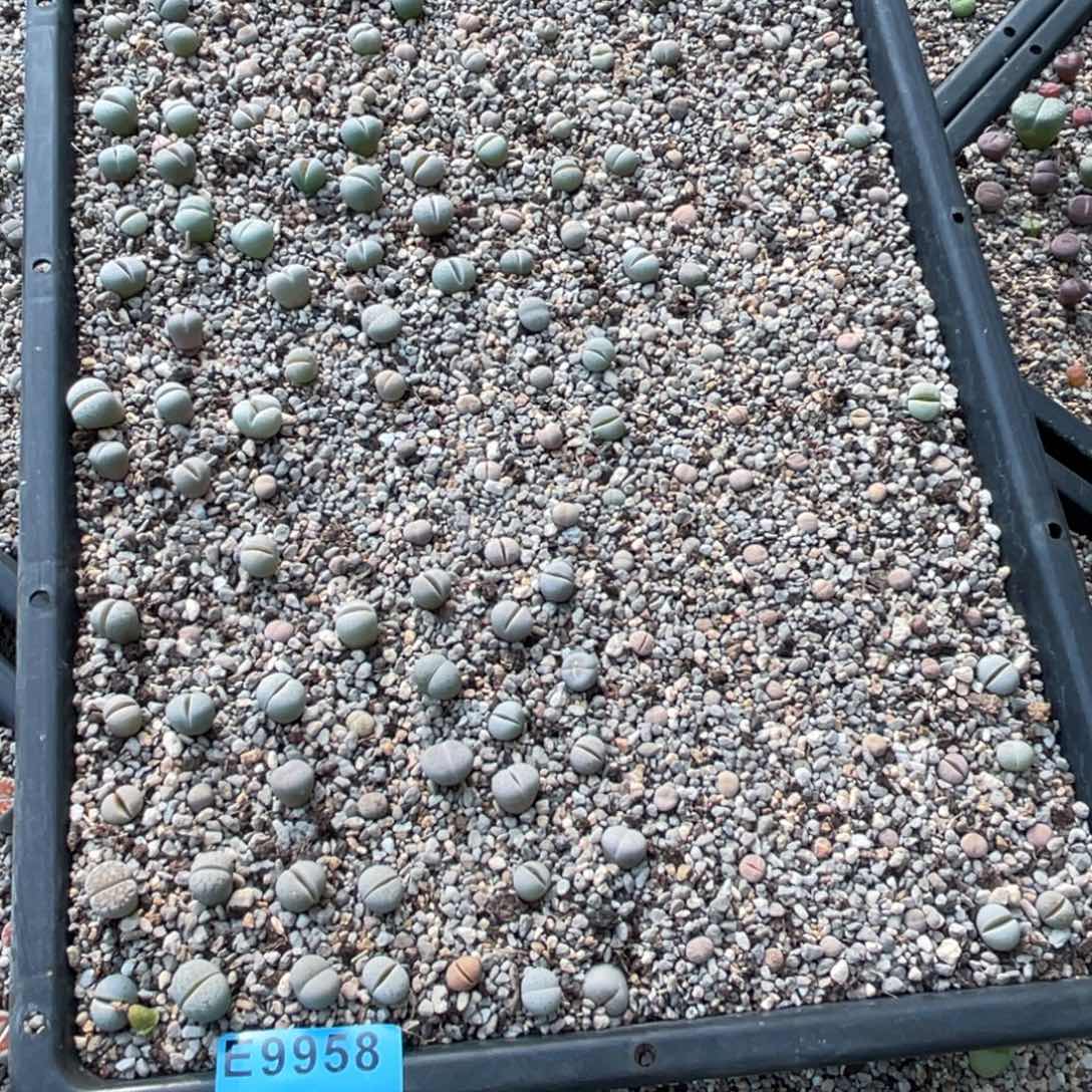 夷***泽9958筐福利不售后