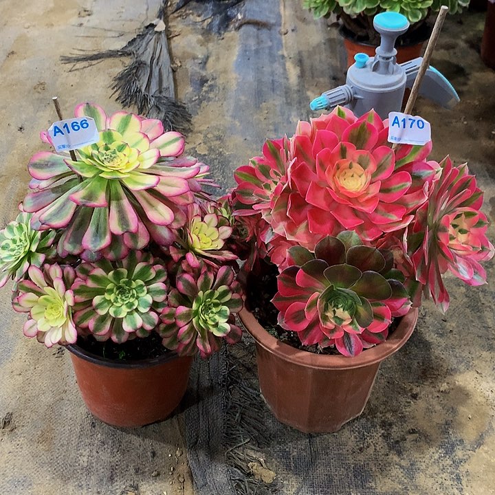 姚****?多肉送小苗166170