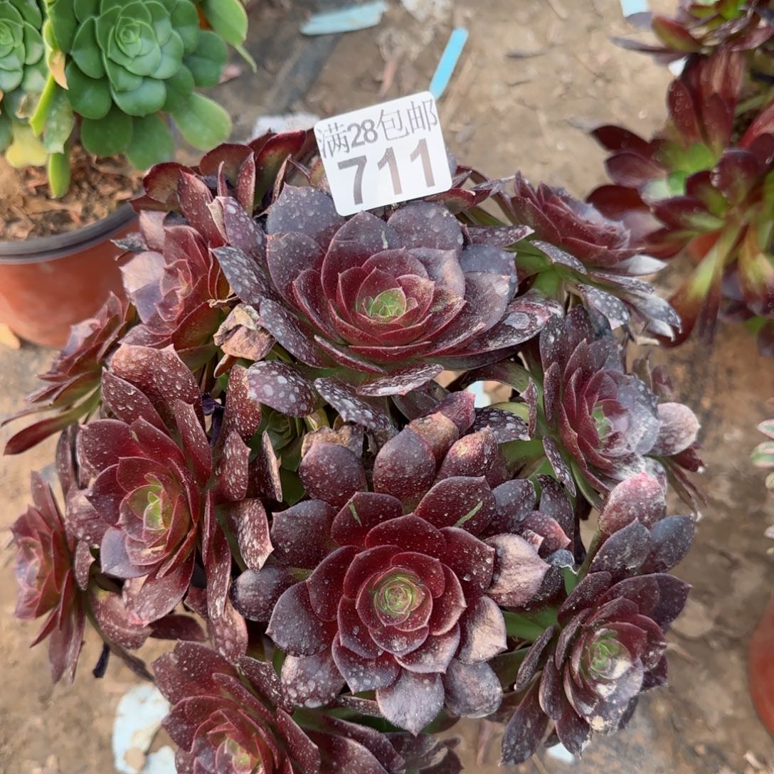 黑魔多肉711满28包邮断枝不包