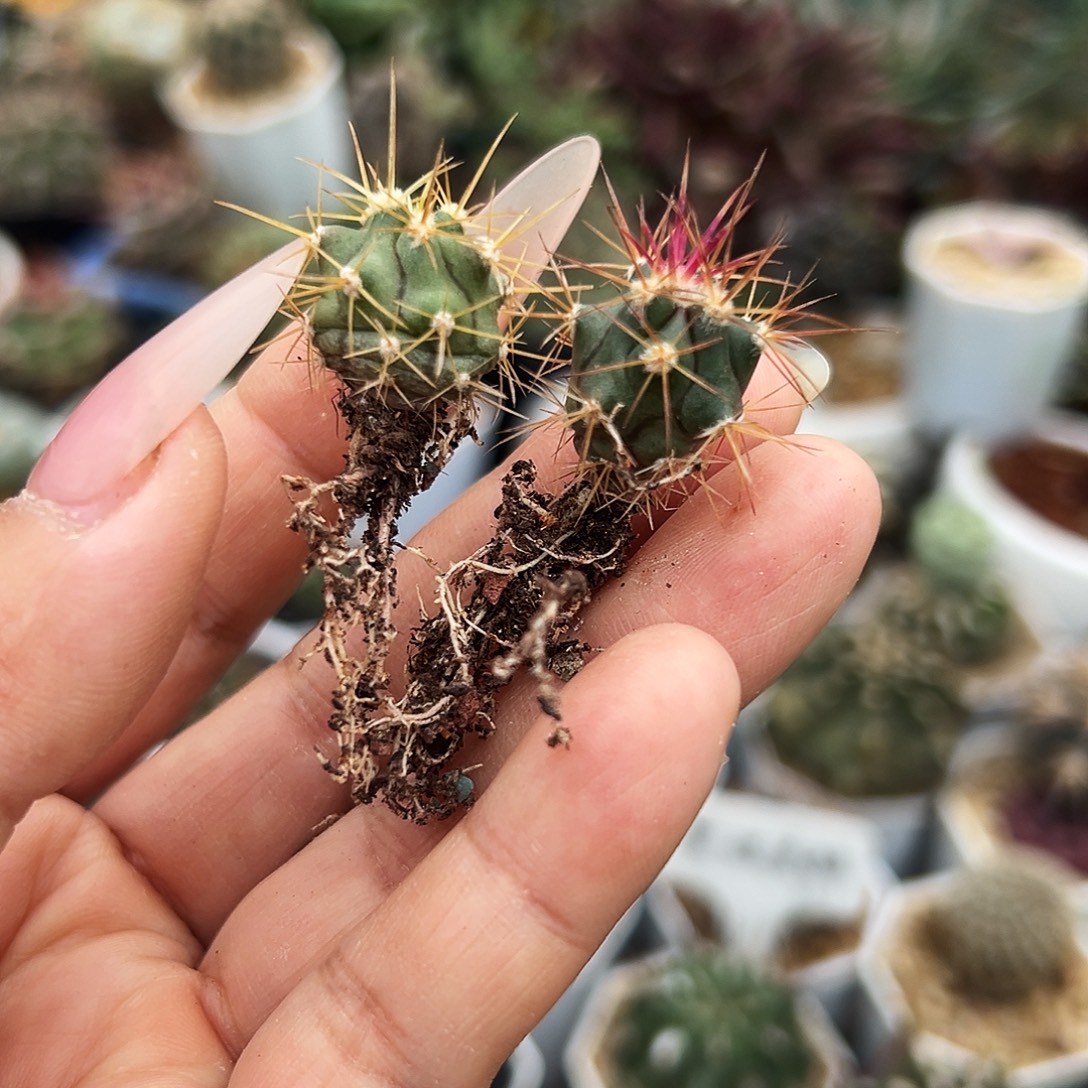 金冠龙加红冠龙仙人球666666666