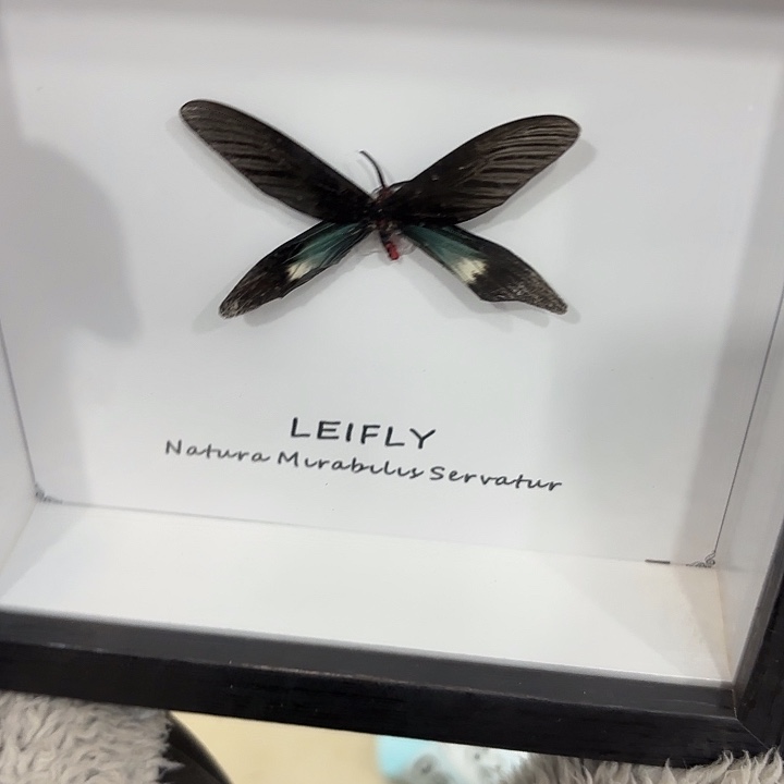 问***月蝴蝶标本定制027@