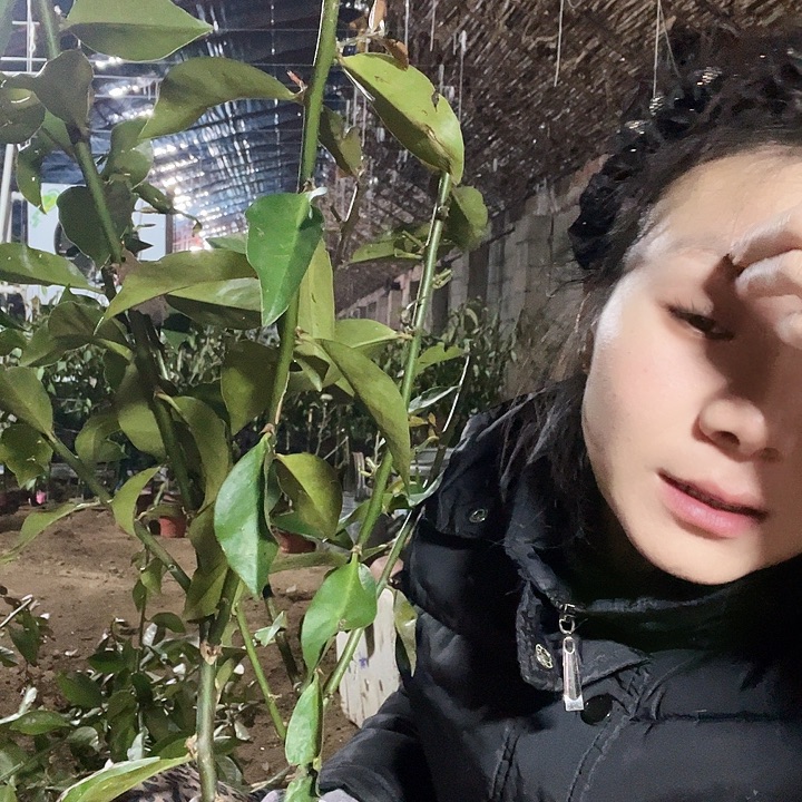 鲍***鲍5287鲍鲍两颗叶仙4。5分枝