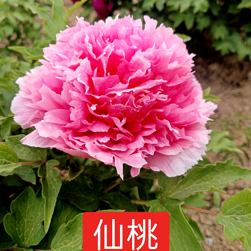 【仙桃】菏泽发货 牡丹花苗 盆栽地栽 室内外种植