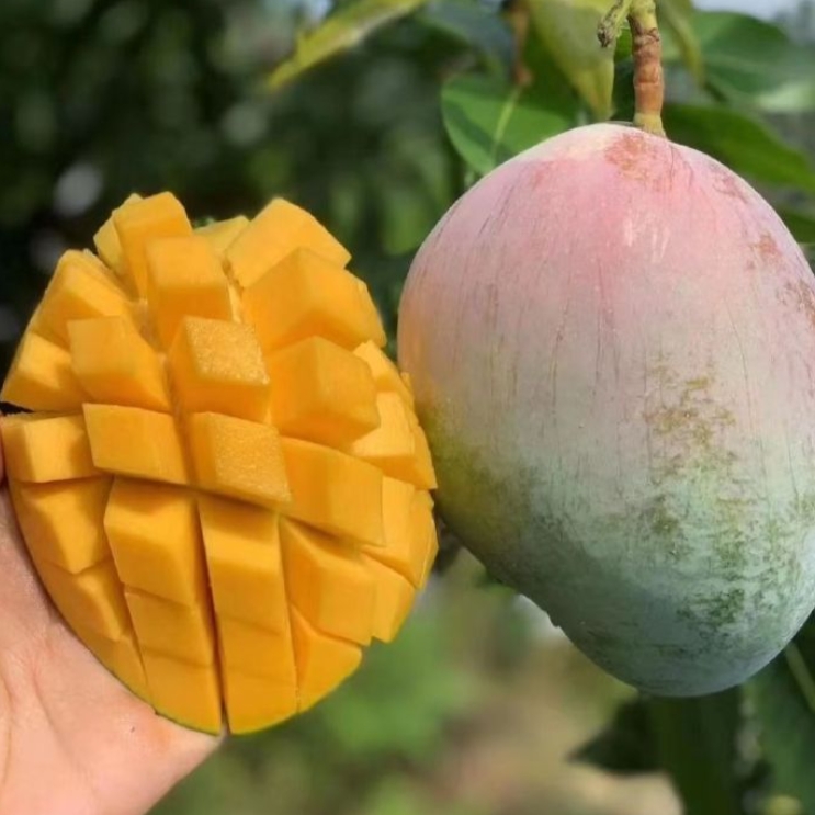 【精选礼盒装】“有滋有味”树熟凯特芒果一箱4-6颗 净重7.3斤左右