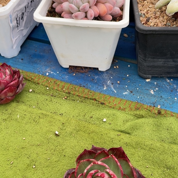 惊鸿仙子多肉植物