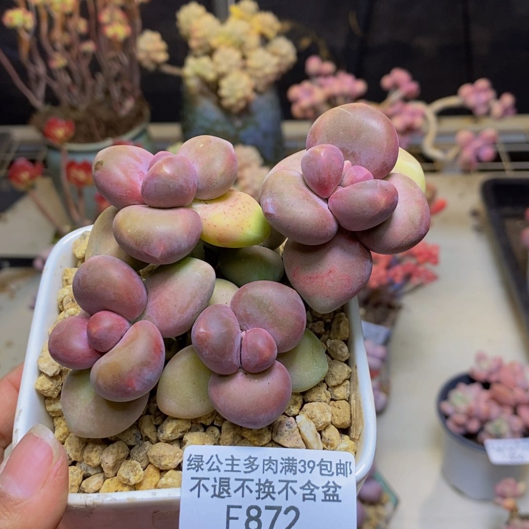 872芒果奶kk奶多肉7c m