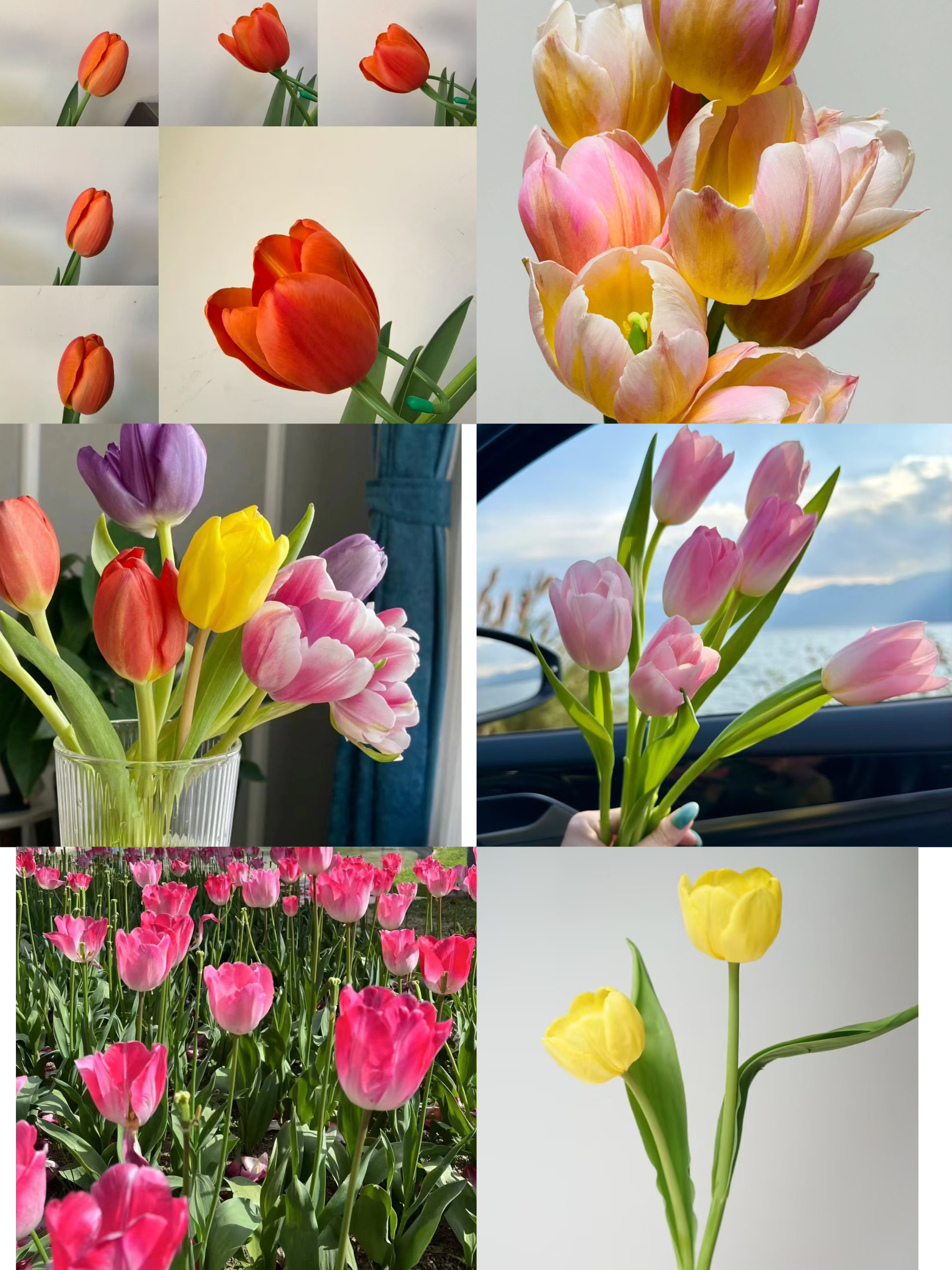 【源头一手价】混色海盛郁金香一把  云南基地 鲜花直发 家养水养