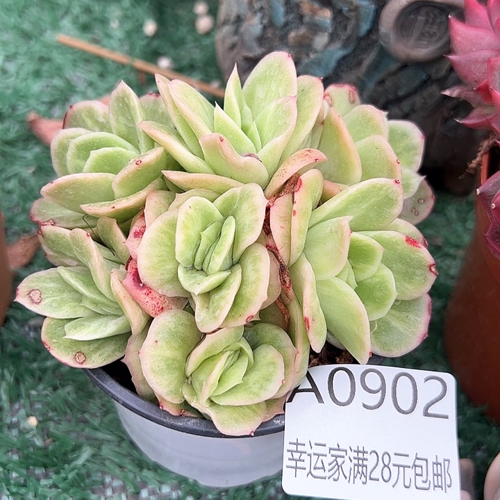 幸运的是我的朋友们一起