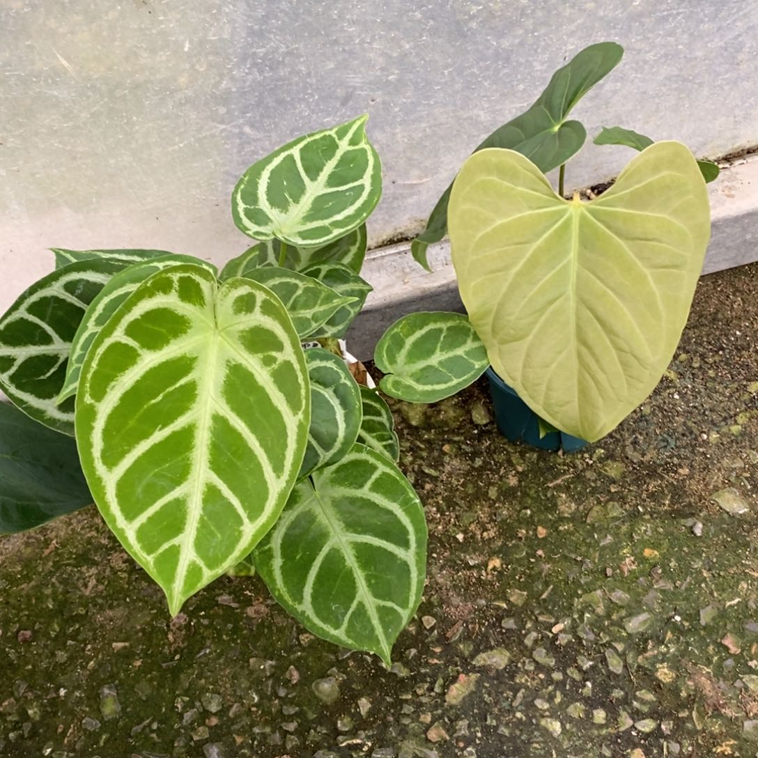 ****君完全开放8986 福分杂➕霍夫曼杂（无售后）