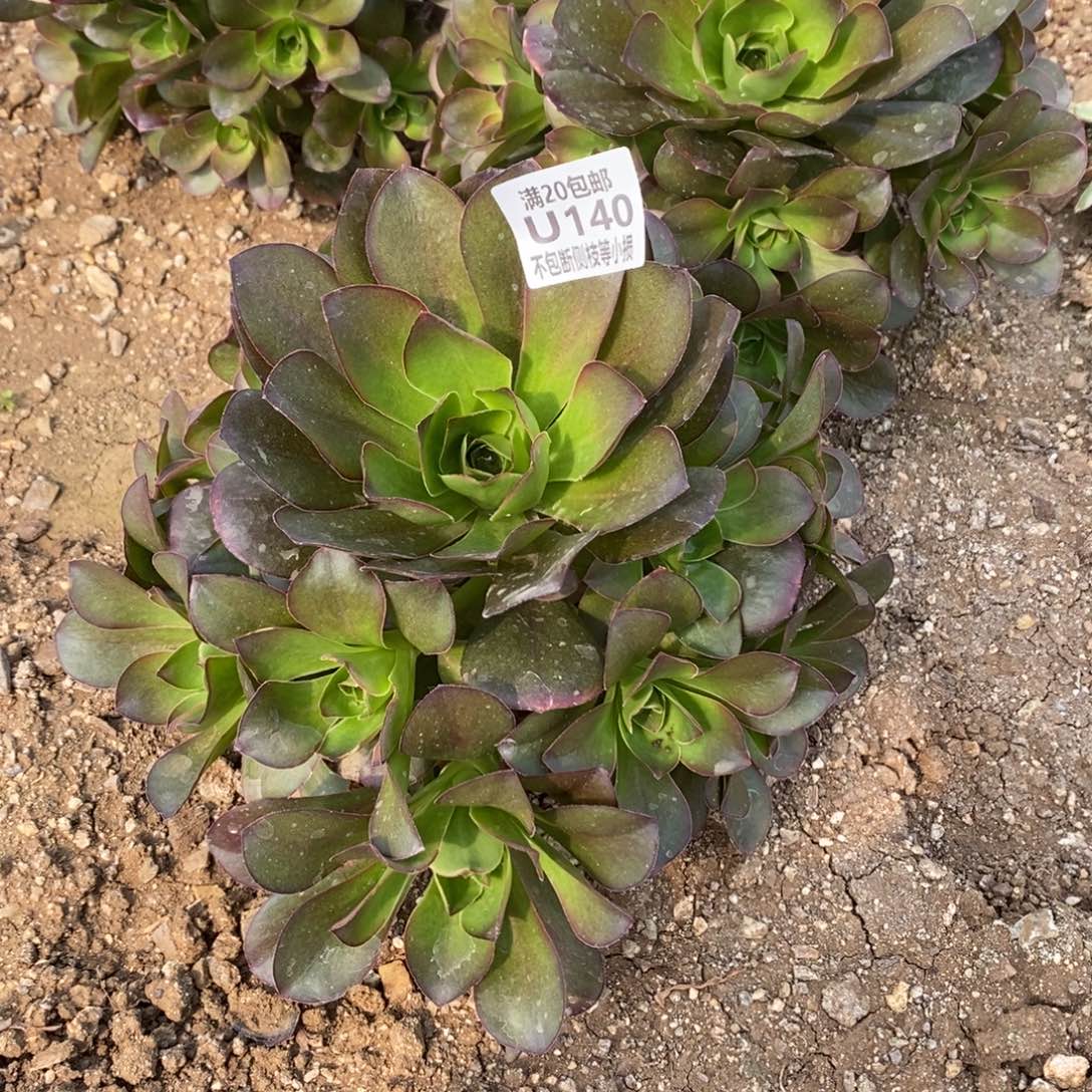 140魅金玫瑰多肉