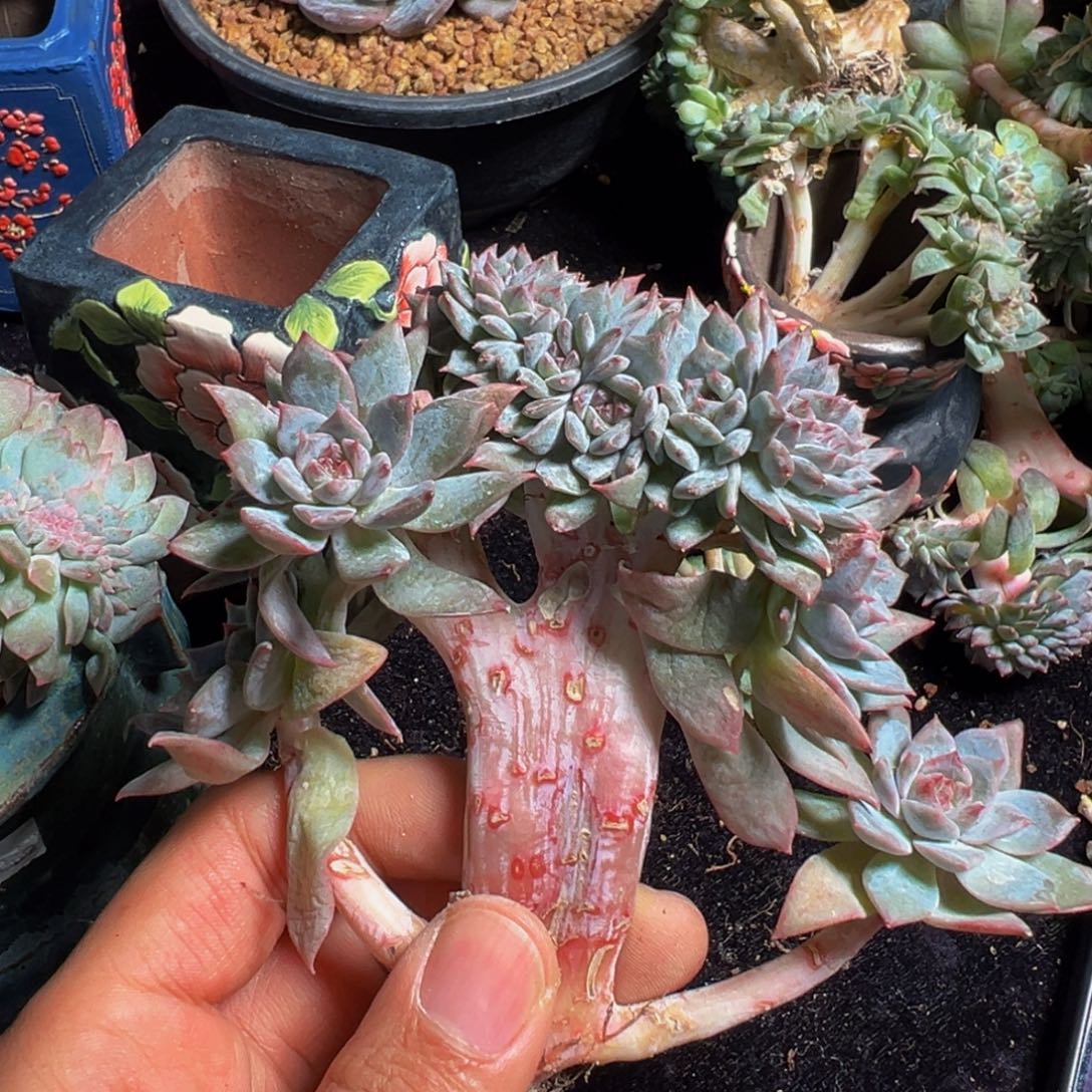 冬***冬新年快乐 新年快乐