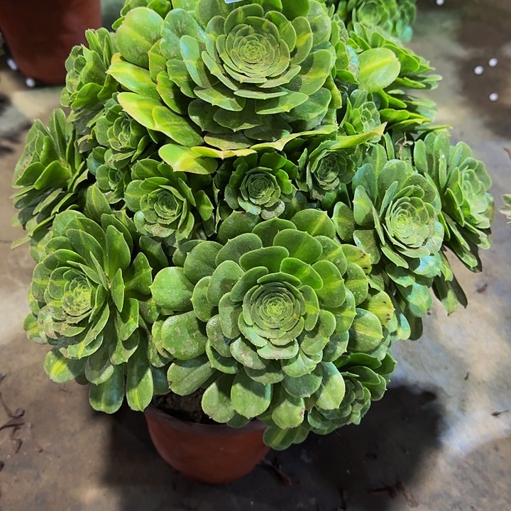 00000000000000000187翡翠