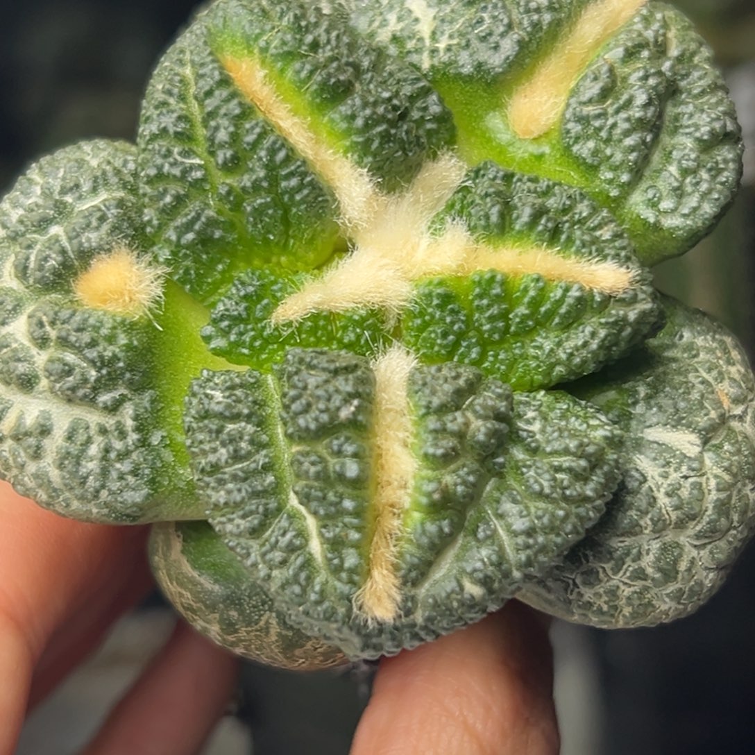 351 仙人球的比赛将于