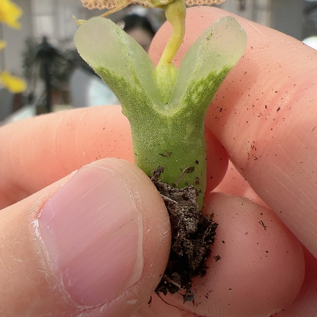 【闪购商品】45 冰风铃