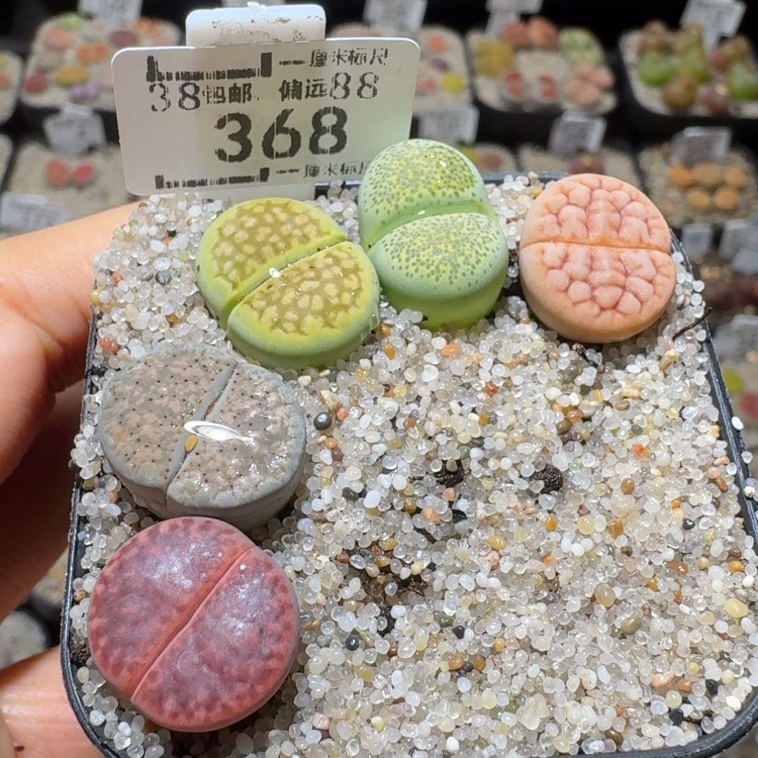 Sss精品也福利368