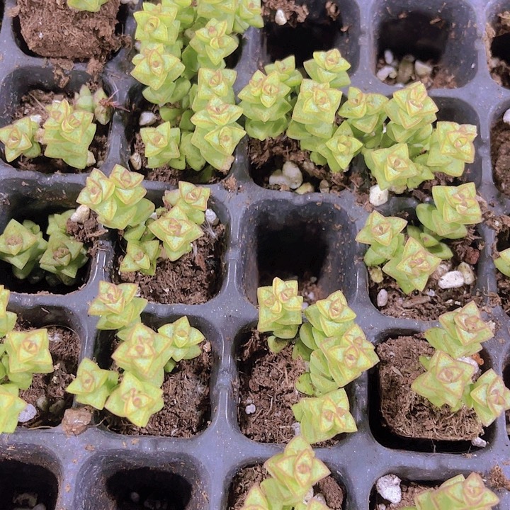 精品小米星多肉植物