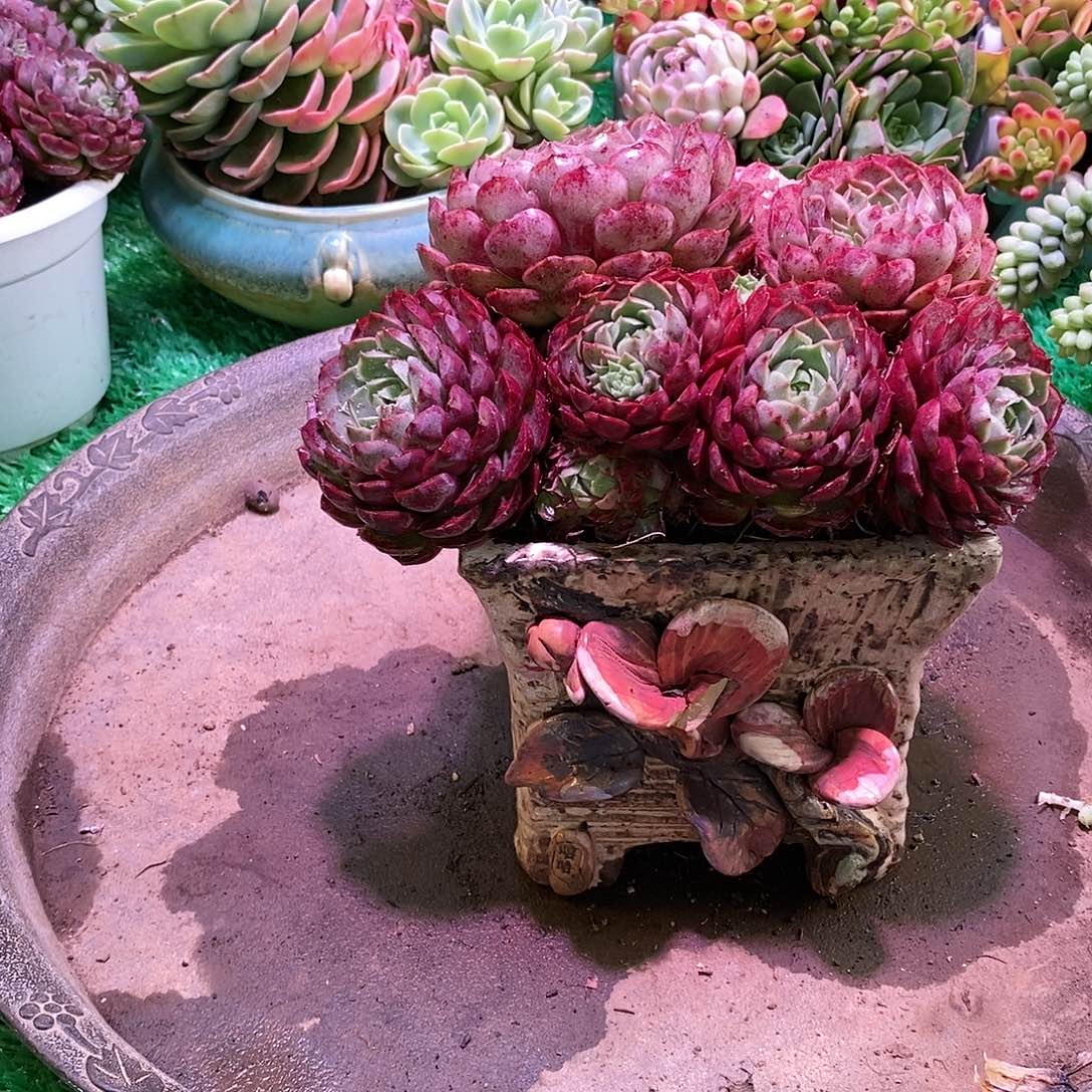 整桩老桩朱砂痣特价