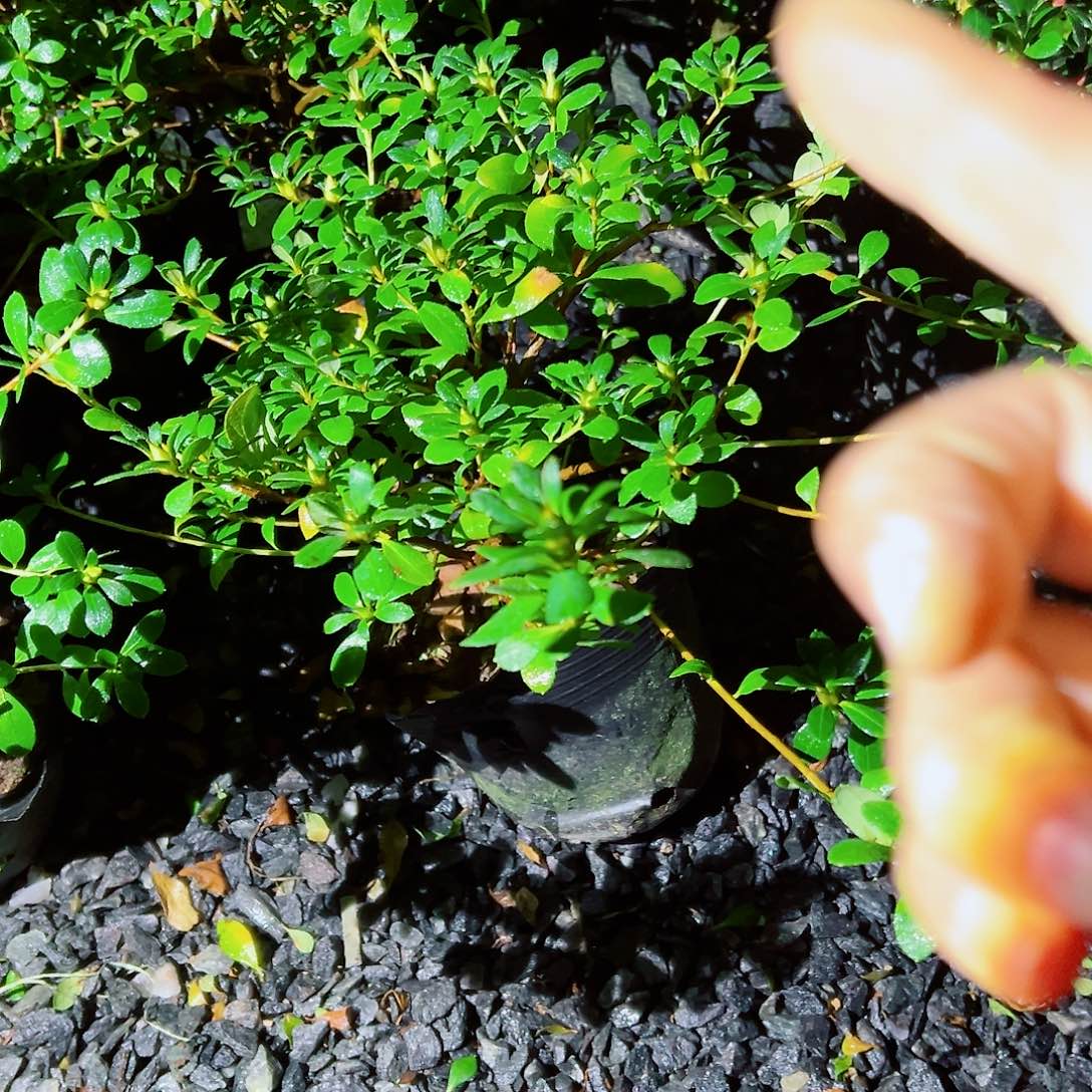 无花朵盆景皋月杜鹃红梅锦