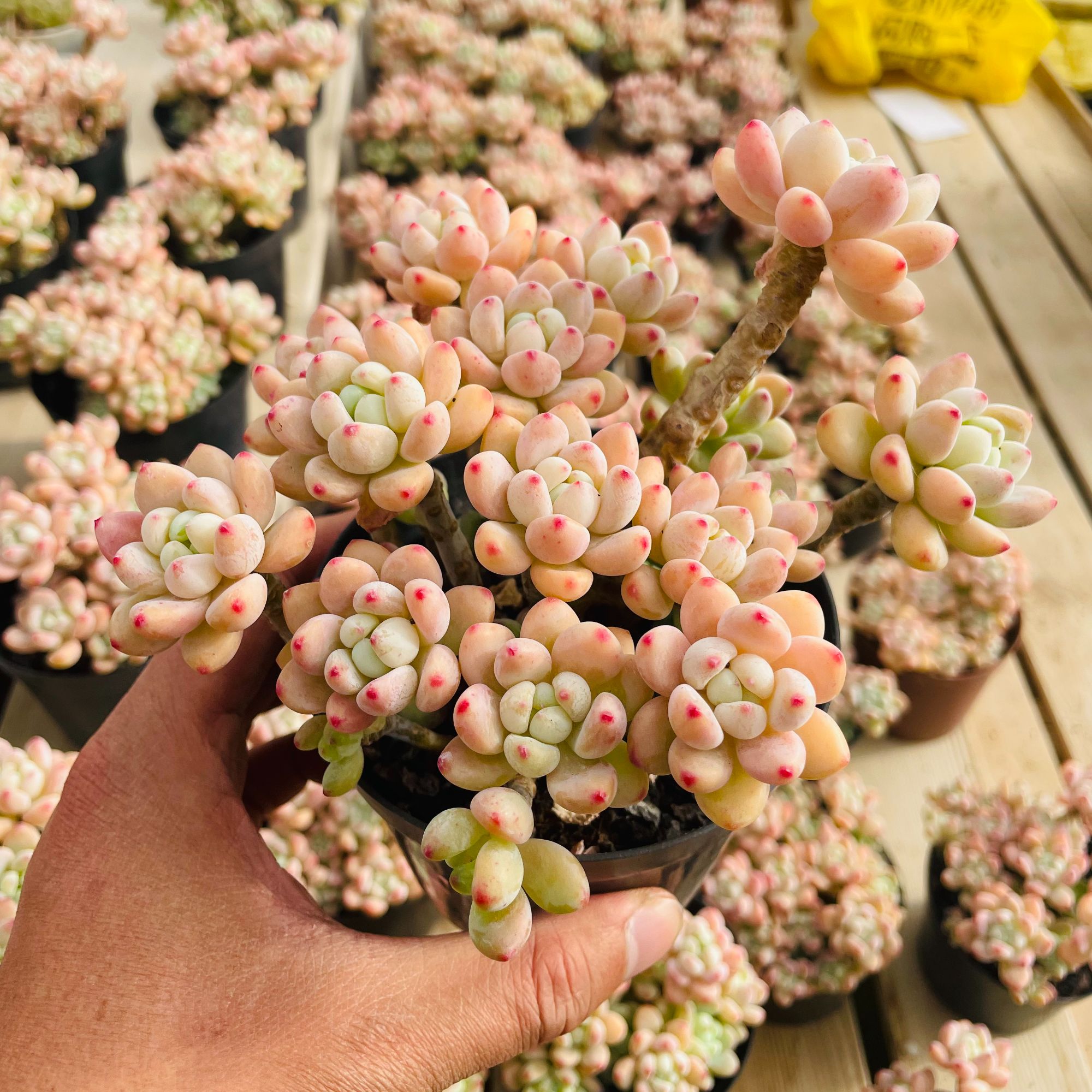 樱花罗琦劳尔.(保冠幅15厘米)多肉植物