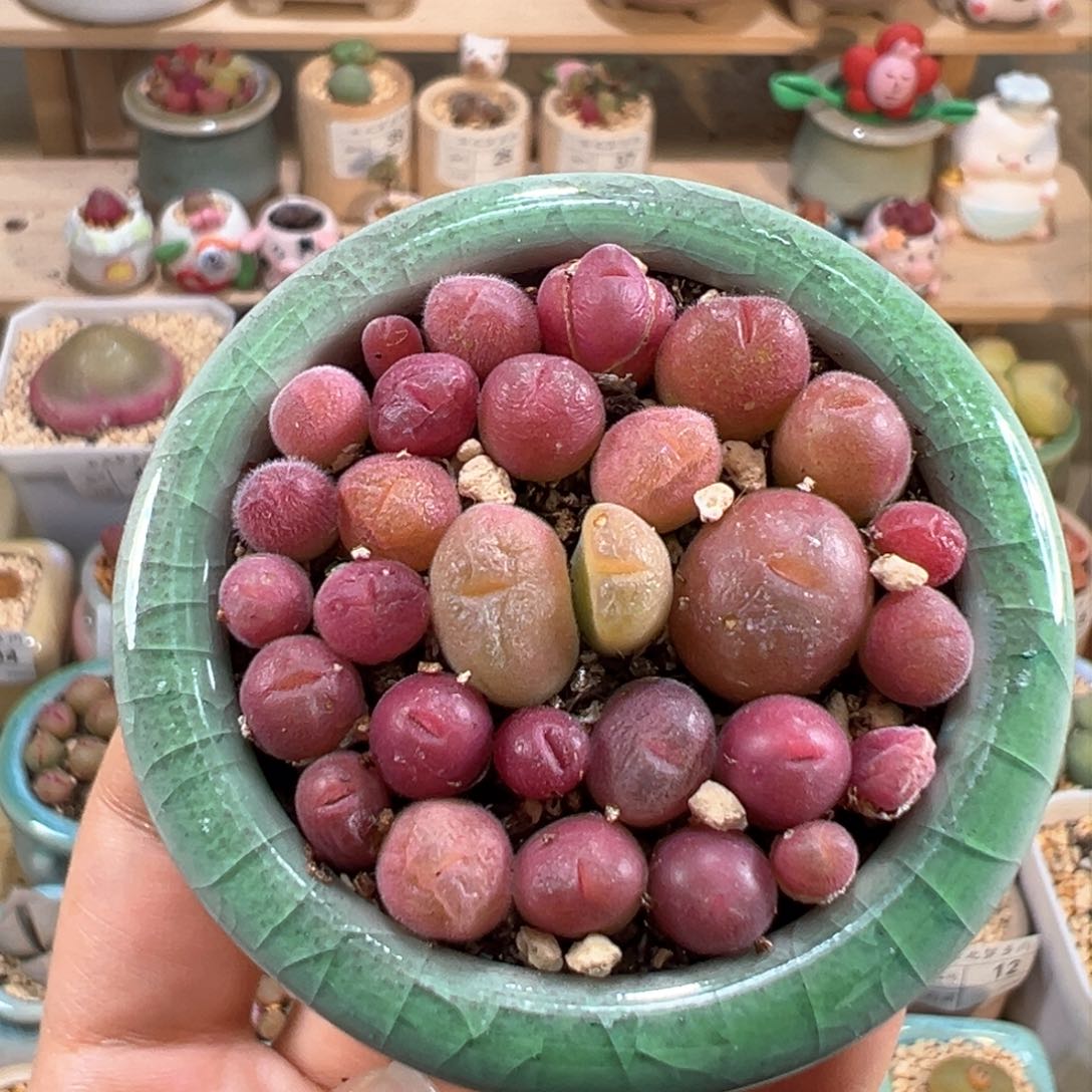 多肉植物70号毛翠滴