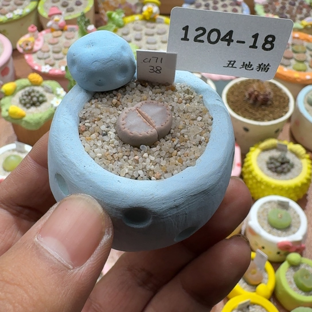 1204-018，171饼干