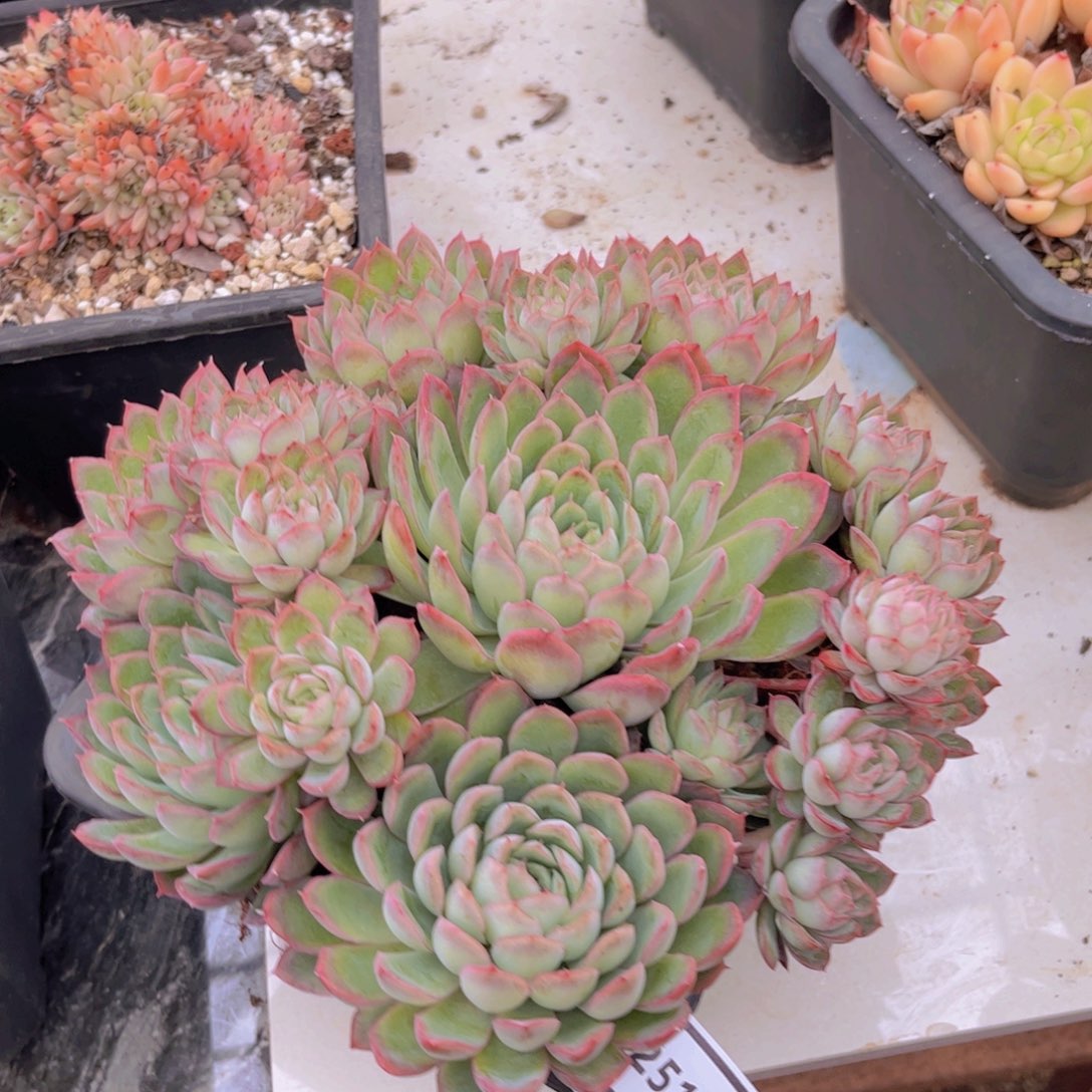 不知名多肉植物25128