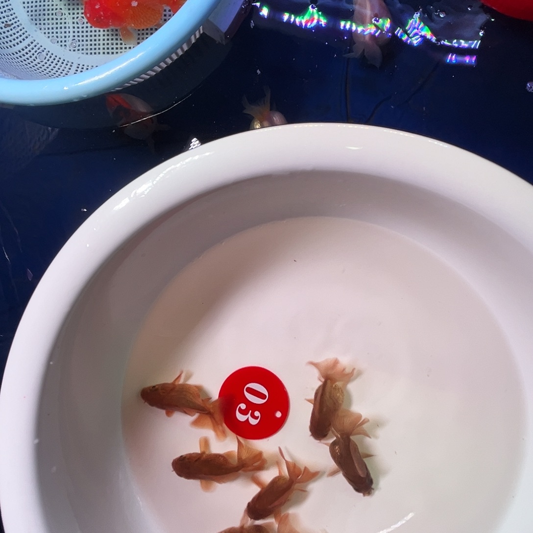 金鱼玛丽泰狮鱼残废鱼