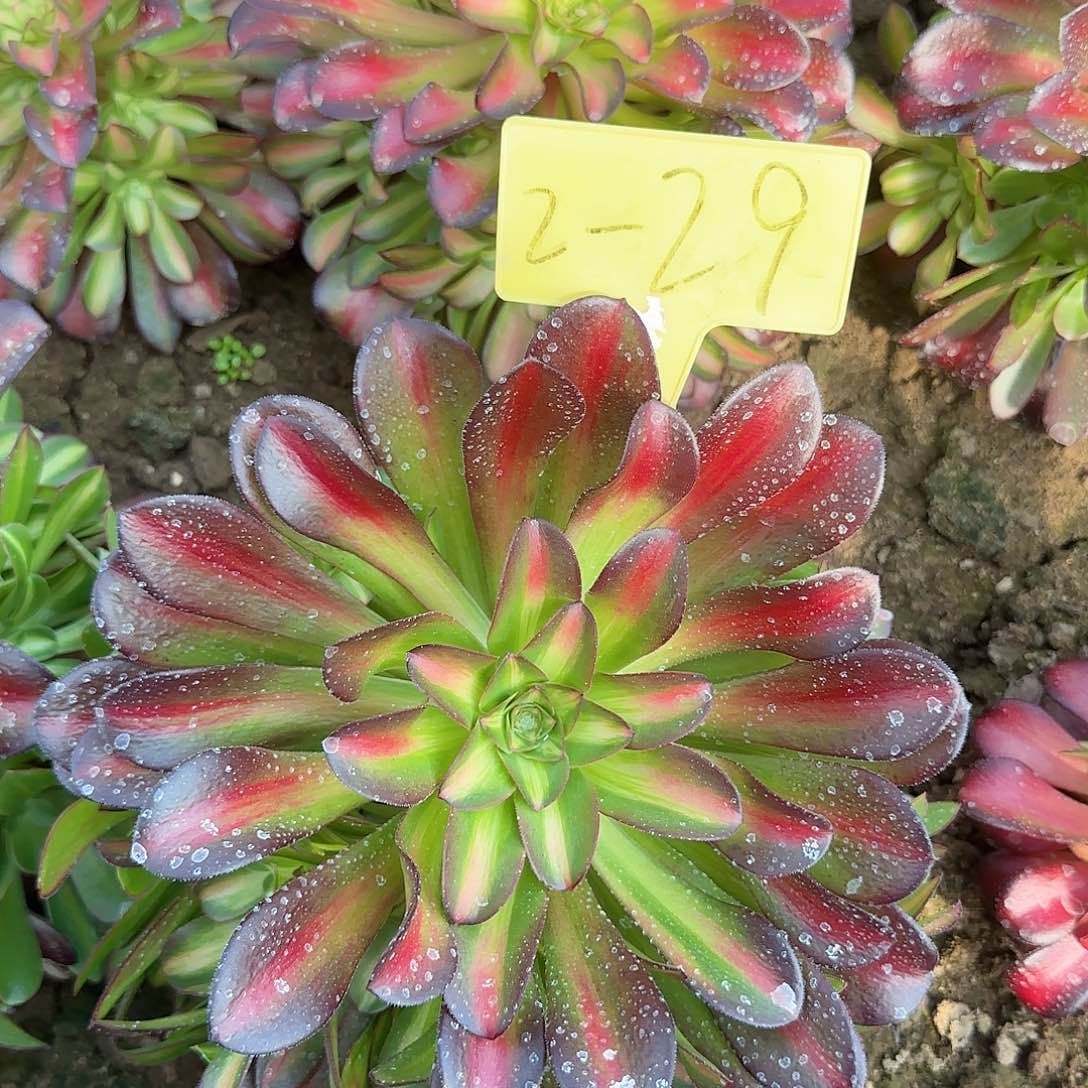 2-29---多头多肉植物