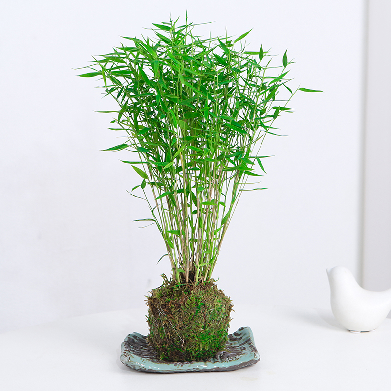 凤尾青轴黄金盆景姬翠竹植物绿植水培竹苗翠竹室内盆栽小竹子力竹