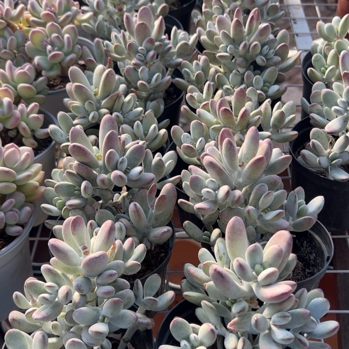 新疆包邮 乒乓福娘