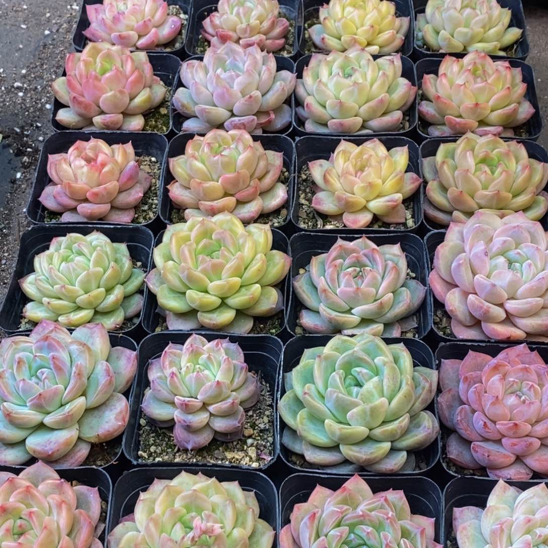 &*0660多肉植物我都是吃的东西