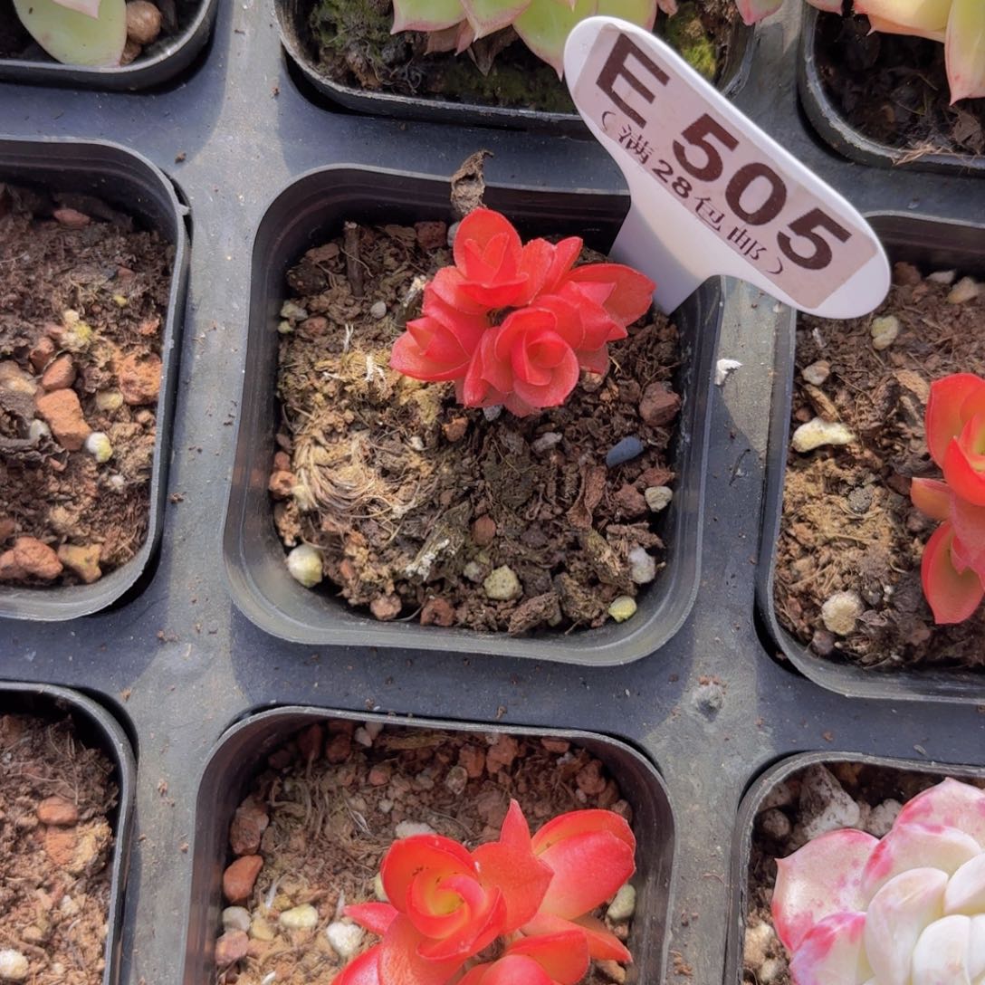 E505火季一物一拍