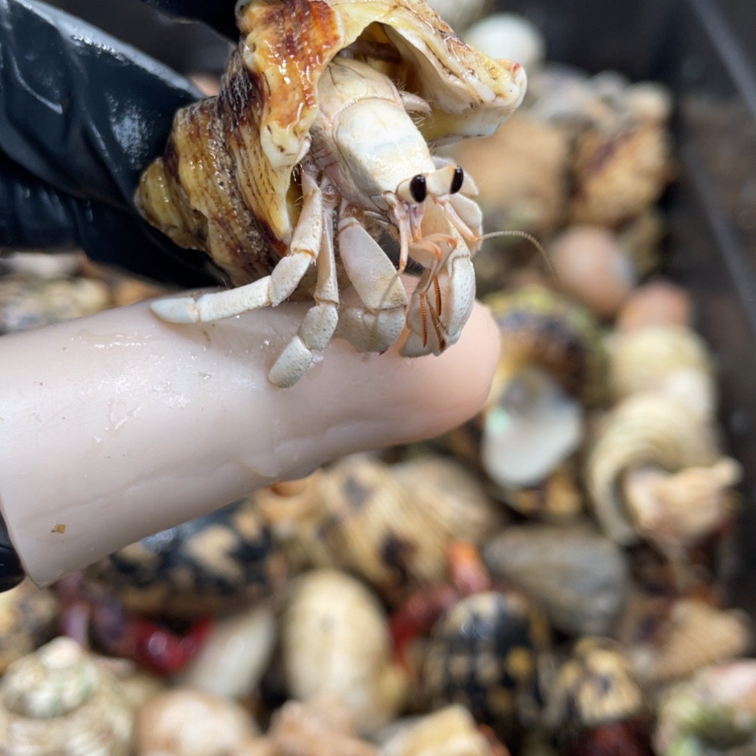 不退不换活体宠物40