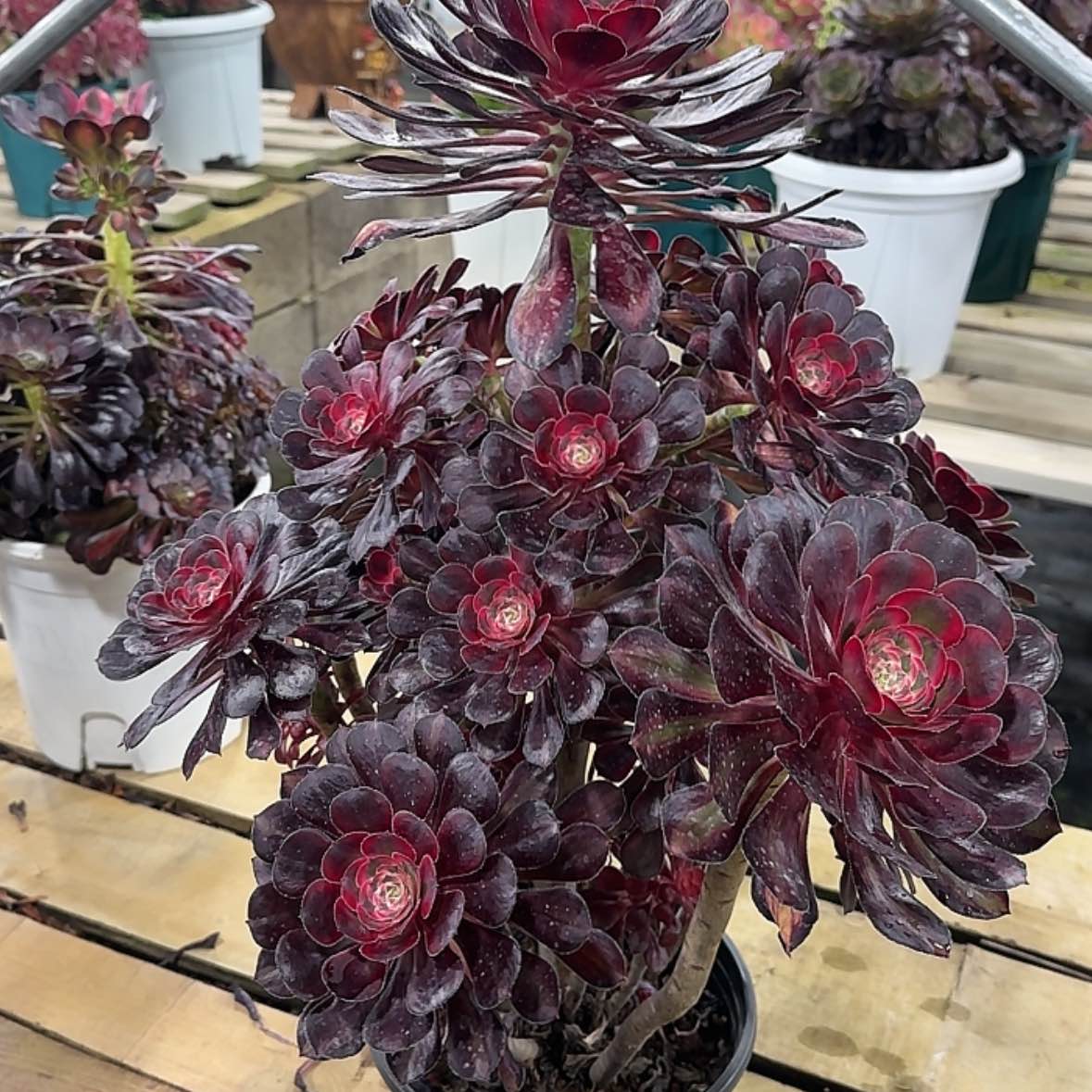 【闪购商品】法师多肉