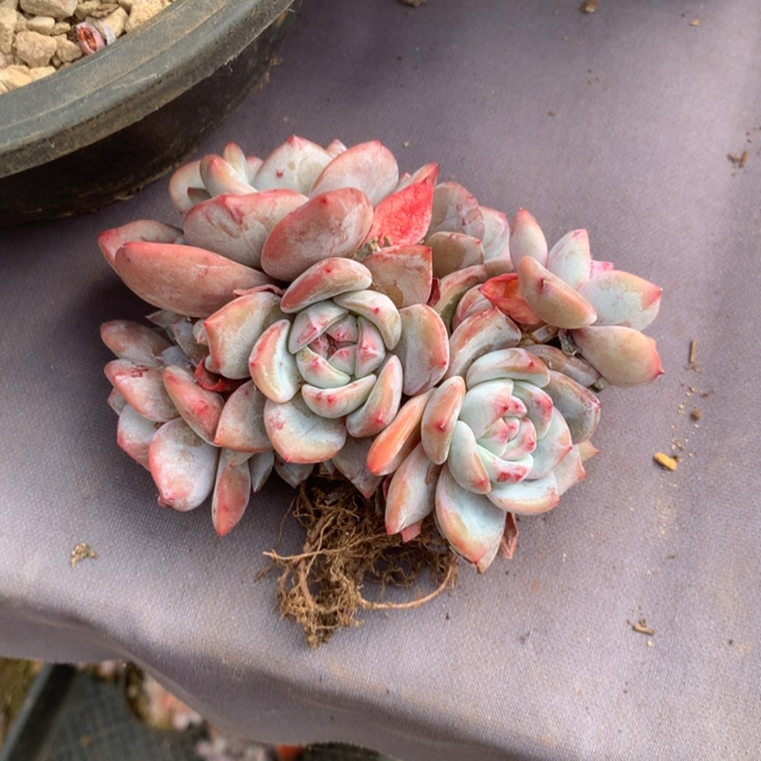 无花朵无砍花花花花花花花23