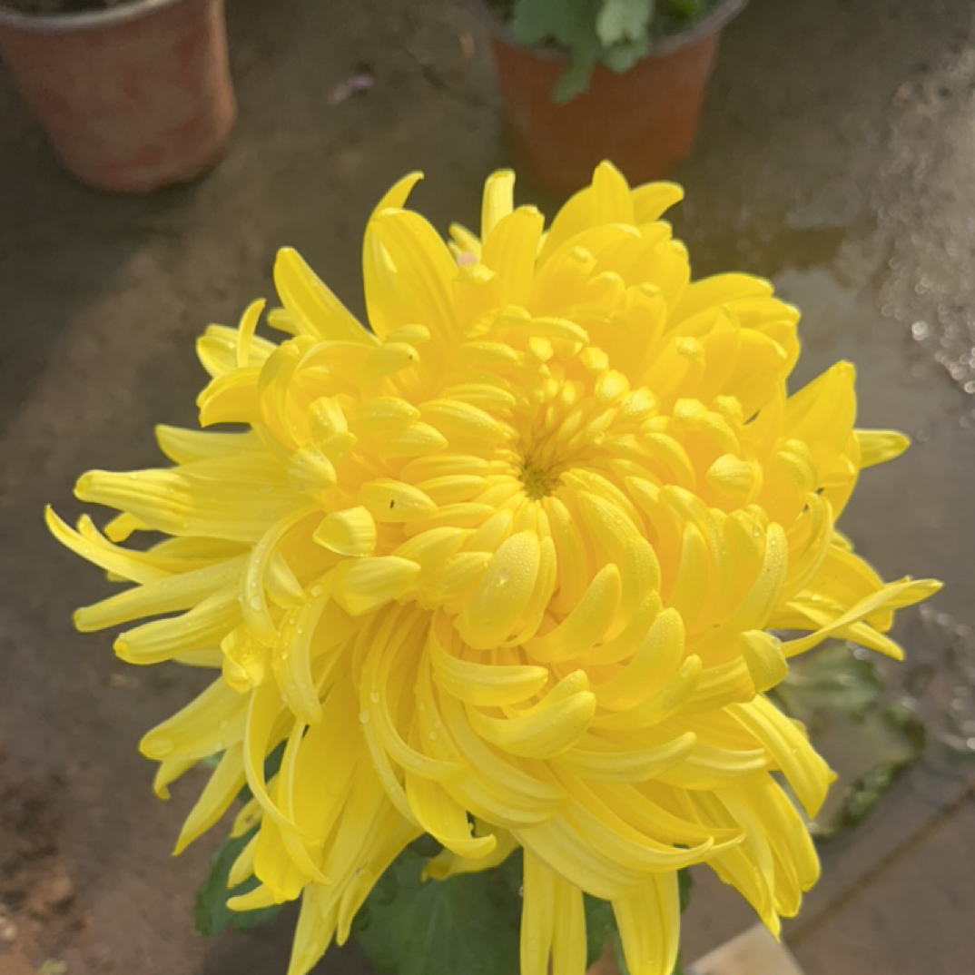 （精心名将）九月大花型