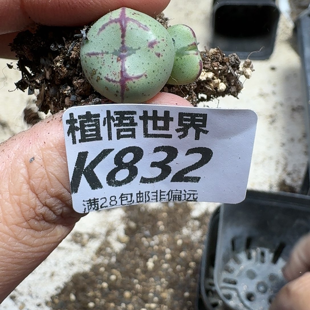 多肉植物的人生thj