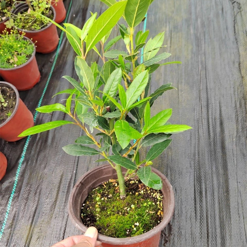 香叶树苗可食用调料树地中海月桂炖鱼炖肉卤肉香料苗四季常绿好活
