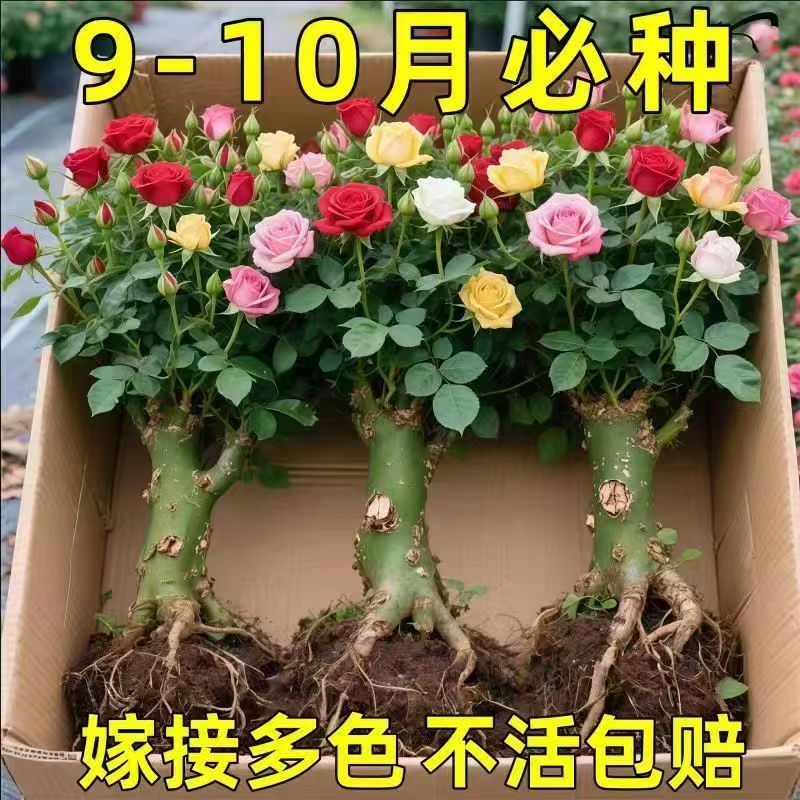 正宗玫瑰花苗大花月季花苗大花老桩庭院花卉浓香型老根阳台庭院