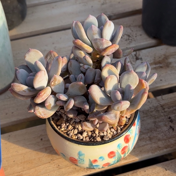 圆叶灰姑娘多肉植物299