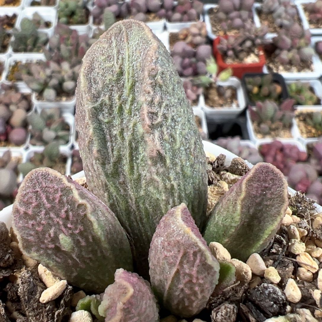 实生低叶苗大型种多肉植物