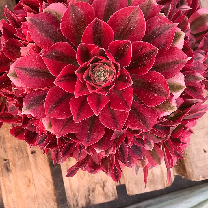 女巫法师图片多肉植物