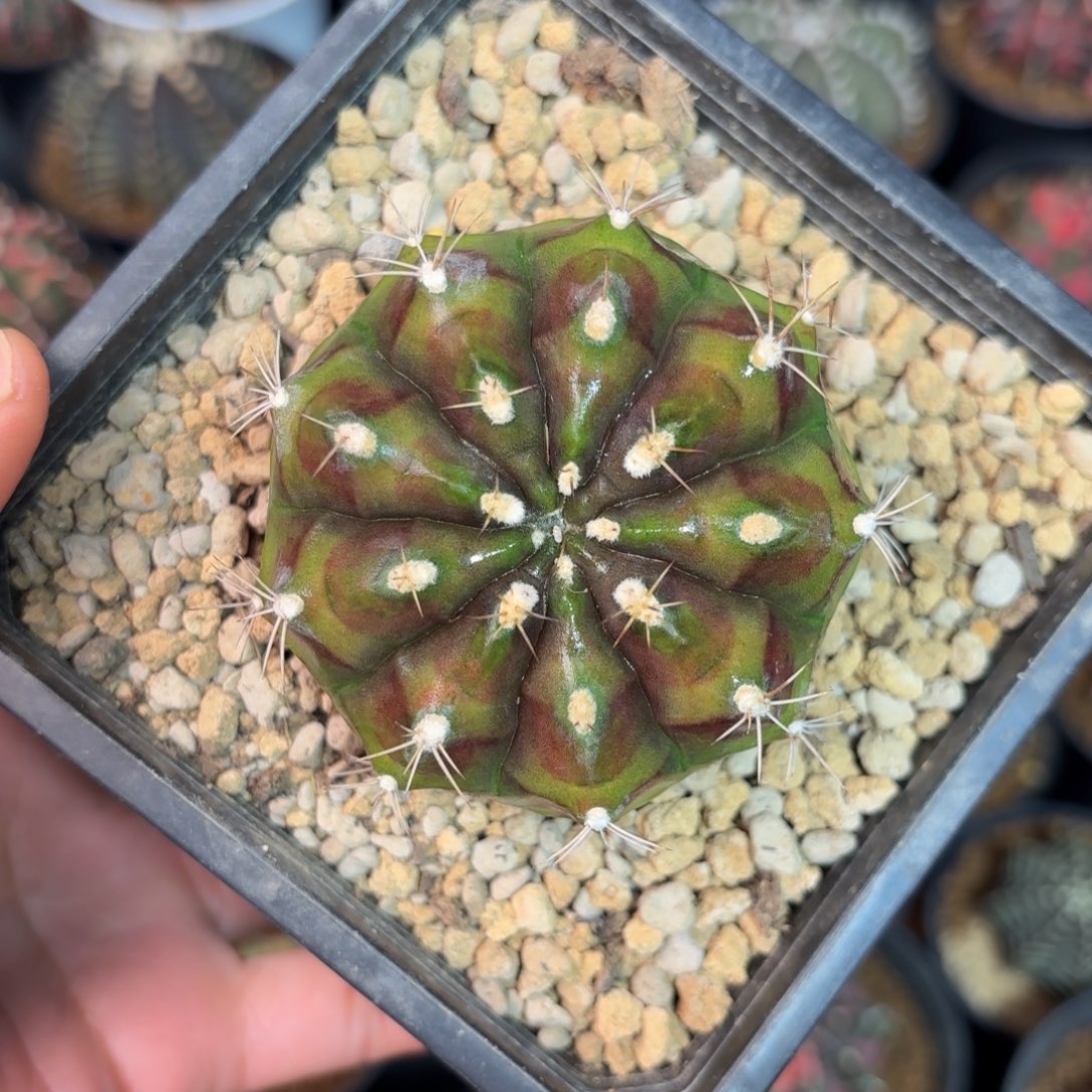 泰系母本仙人球特400