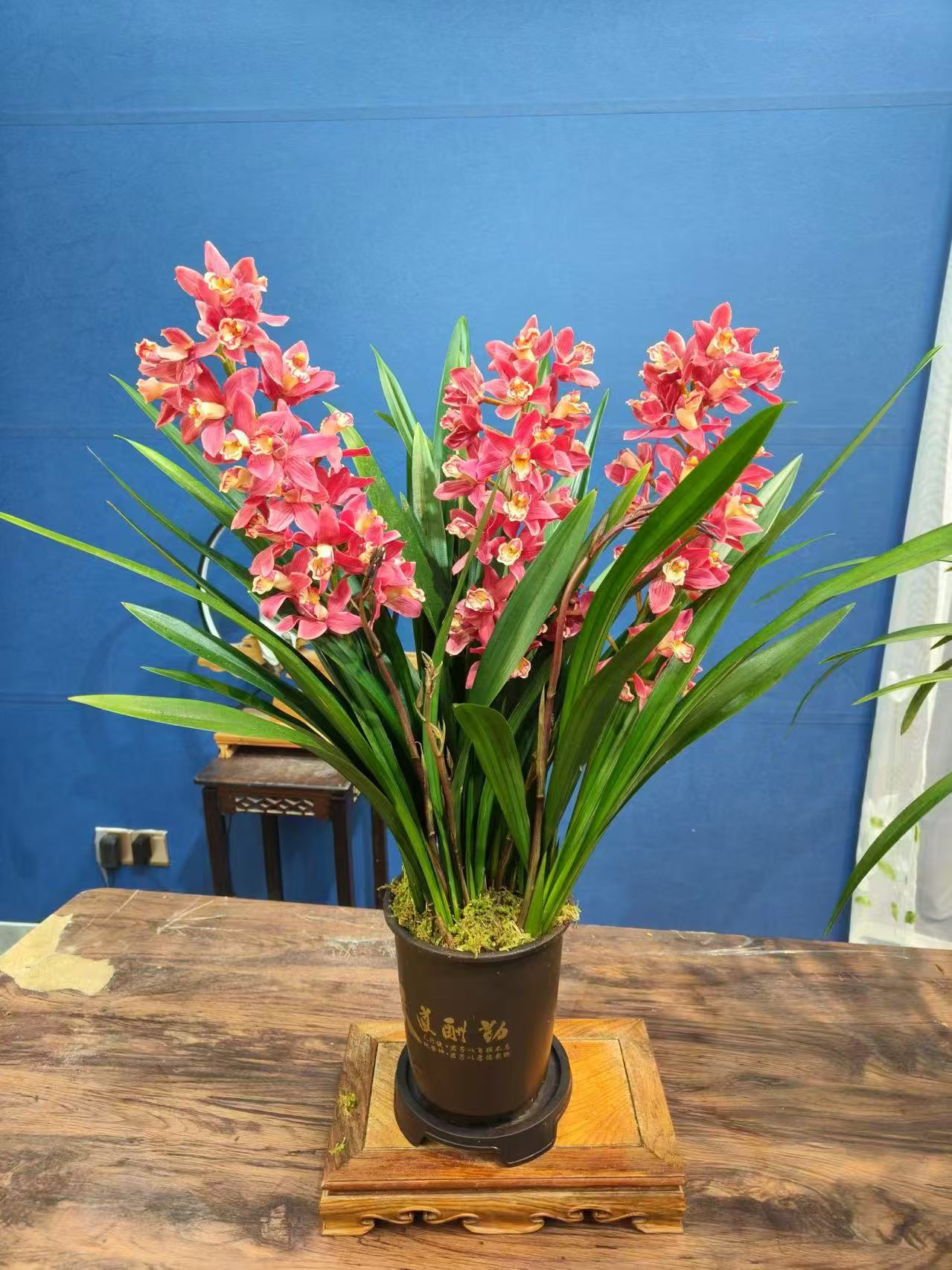 报岁兰 迎春花 室内开花植物好养活