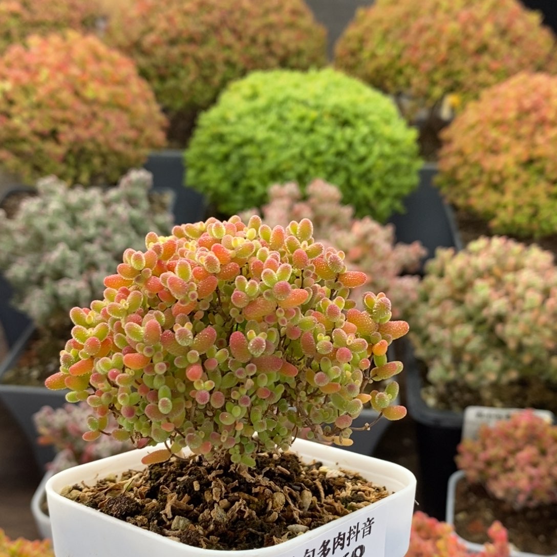 蜜橘糖球4068枝干番杏