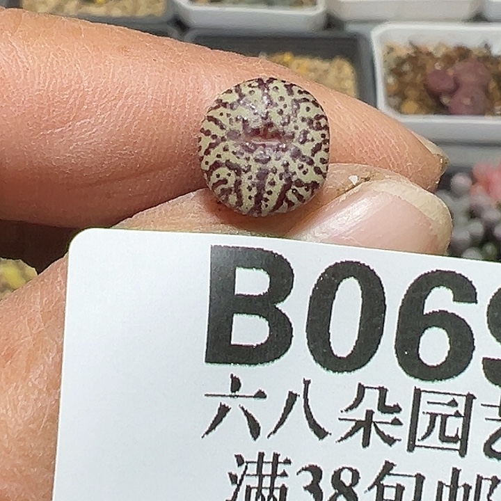 069号ckf安贞杂多肉植物