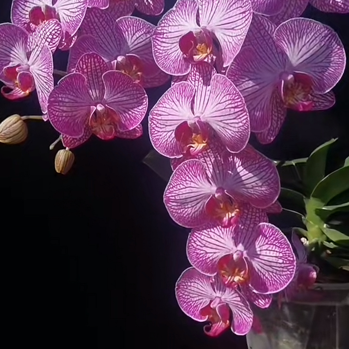 布加勒斯特，无花无梗，蝴蝶兰盆栽3.5寸杯大苗新苗