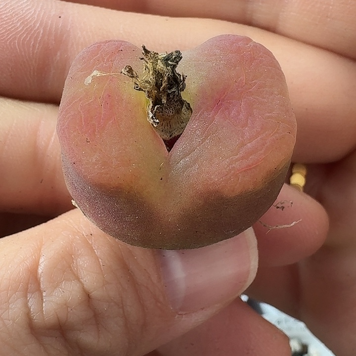 老马生石花蟠桃1424