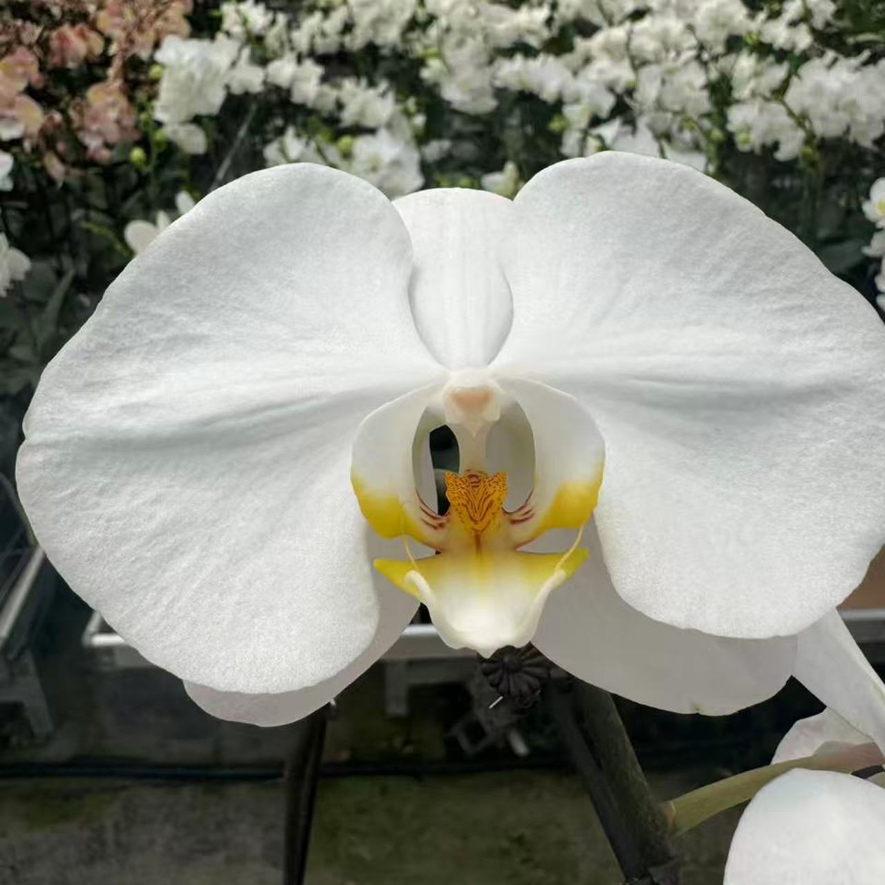 兰屿LYSLAND【大白V7】蝴蝶兰鲜花盆栽